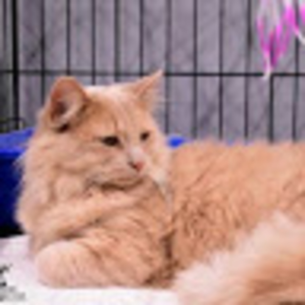 Meet your Posher, Juanita